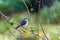 Young Northern Mockingbird in a Guava fruit tree