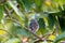 Young Northern Mockingbird Mimus Polyglottos