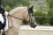 Young norwegian fjord breed mare on dressage event with unknown