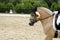 Young norwegian fjord breed mare on dressage event with unknown