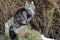 Young Norwegian forest cat sits relaxed on a stone