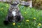 A young Norwegian Forest Cat sitting with a funny view on a meadow with dandelion