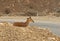 Young Nubian ibex Capra nubiana sinaitica lies near road in Sde Boker