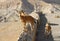 Young Nubian ibex, Capra nubiana sinaitica in Sde Boker, kibbutz in Negev desert of southern Israel