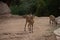 Young Nubian Ibex standing in the desert sand capra nubiana