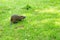 Young nutria