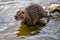 Young nutria animal standing on stone in water