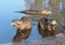 Young nutria family in a pond