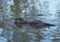 Young nutria sails with prey