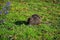 A young nutria sitting in the grass and eating