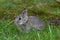 Young Nuttall`s Cottontail