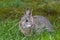 Young Nuttall`s Cottontail