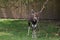 Young Nyala buck sharpening her horns on a tree branch