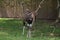 Young Nyala buck sharpening her horns on a tree branch