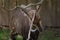 Young Nyala buck sharpening her horns on a tree branch