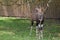 Young Nyala buck sharpening her horns on a tree branch