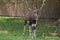 Young Nyala buck sharpening her horns on a tree branch