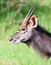 Young Nyala bull