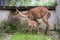 Young nyala and mother