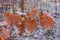 Young oak branch with autumn leaves covered with hoarfrost