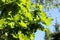 Young oak leaves are illuminated by the sun against the blue sky. Russia.