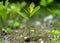 A young oak sprout sprouting from an acorn close-up on a blurred green background