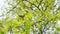 Young oak tree with a group of cockchafers, may-bugs. May large beetles on the branches of oak. Wide shot.