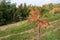 Young oak tree with red autumn leaves in the park. Planting, growing new trees concept.