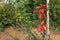 Young oak tree with red autumn leaves in the park. Planting, growing new trees concept.