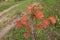 Young oak tree with red autumn leaves in the park. Planting, growing new trees concept.