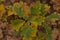A young oak tree with yellowed leaves. Autumn forest. View from above. Close-up.