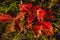 Young oaks with red leaves in the morning dew.