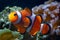 Young ocellaris clownfish, healthy and active animal among soft corals in nano reef marine aquarium, expensive hobby