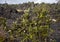 Young ohia lehua tree growing in a field of lava on the Big Island, Hawaii.