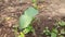 Young Okra plant in vegetablegarden.