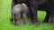 Young and old asian elephant