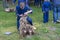 The young and the old assist with the cutting of the sheep at the sheepshearingfestival in Exloo, the Netherlands