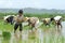 Young and old Filipinos working in a rice field