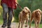 Young and old Magyar Vizsla. female dog handler is walking with her two odedient dog on the road in a forest