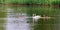 Young and Old Swans at the Lake