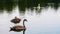 Young and old swans swimming on a pond