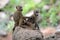 Young olive baboons (Papio Anubis) grooming