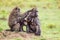 Young Olive baboons in the safety of their mothers on an anthill