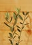 Young Olive Branches Against Wooden Background