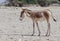 Young onager (Equus hemionus)