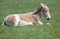Young Onager sitting in field
