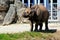 Young one-horned Asian rhinoceros in zoo