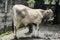 Young Ongole Crossbred cattle or Javanese Cow or Bos taurus is the largest cattle in Indonesia in traditional farm, Indonesia.