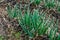 Young onion on a garden bed. Green feathers of winter onions on the bed in spring