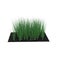 Young Onion Plants in the Garden on white. 3D illustration